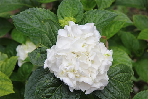 聊聊醫(yī)療器械臨床評(píng)價(jià)！同品種途徑臨床評(píng)價(jià)的重難點(diǎn)分析(圖3)