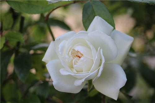 聊聊醫(yī)療器械臨床評(píng)價(jià)！同品種途徑臨床評(píng)價(jià)的重難點(diǎn)分析(圖4)