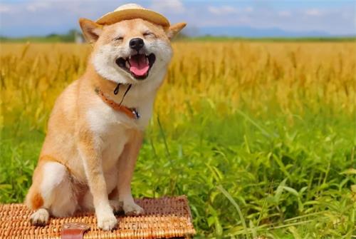 「CRA壓力調(diào)解」如何才能緩解工作上積累的壓力？(圖4)