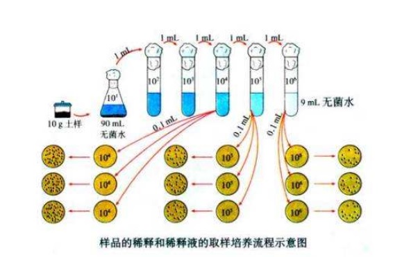 什么是微生物梯度稀釋？微生物梯度稀釋計(jì)算公式